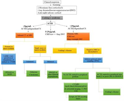 Adrenal hyperplasias in childhood: An update